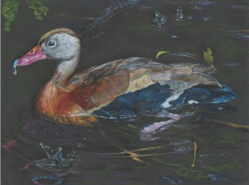 Colored pencil drawing of a black-bellied whistling duck, drawn by Jasmine Wang of Lexington, winner of the Massachusetts Junior Duck Stamp Contest