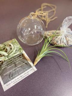 Take Home Activity Kit - Air Plant