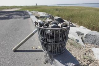 Bucket of Clams