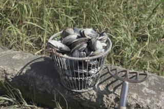 Bucket of Clams
