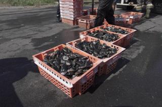 Bucket of Clams