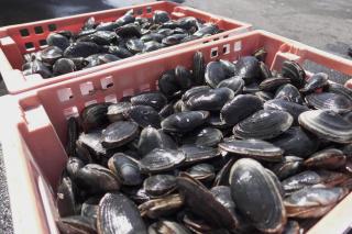 Bucket of Clams