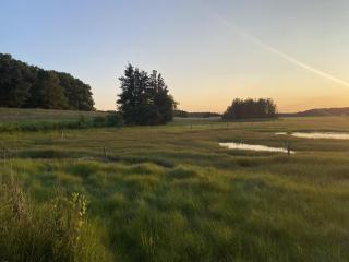 Marsh Image